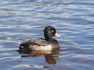 tufted duck on the lake