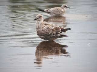 seagull on the lake