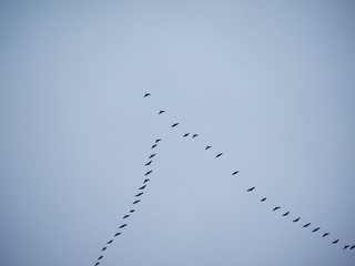 a flock of geese flying south