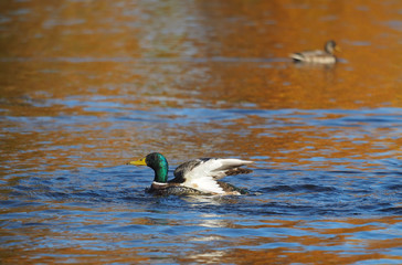 duck on the lake