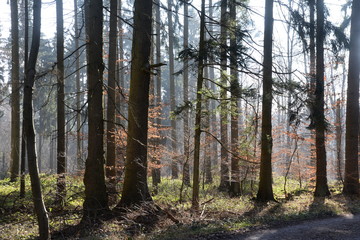 Wald