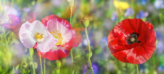 Naklejka premium summer meadow with red poppy