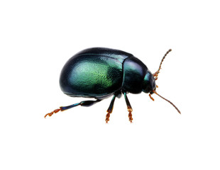 Green beetle