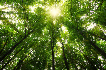 Obraz premium Forest with sunlight