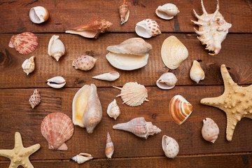 shells