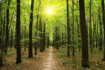 Forest with sunlight
