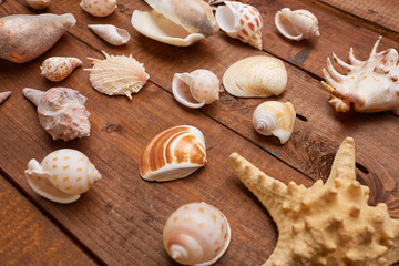 shells