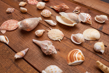 shells