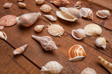 shells