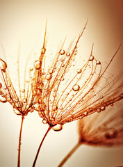 Obraz premium dandelion