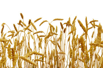 wheat isolated on a white