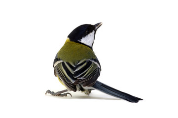 great tit
