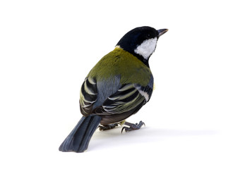 great tit