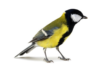 great tit © Alekss