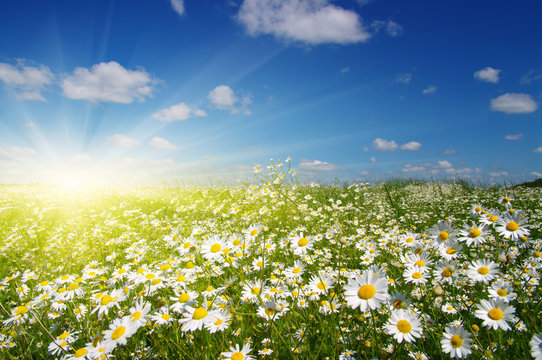 Fototapeta  daisy flowers