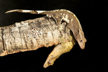 Couple of new Caledonian crested geckos on a tree trunk