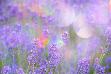 Naklejka premium lavender on a field in detail