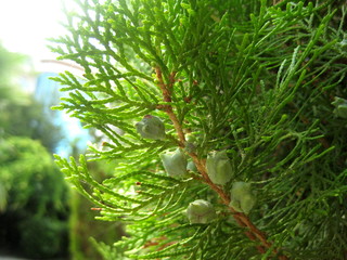 Bush green plants with cones thuja