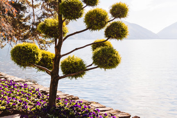 Tree on the shore of Lugano lake, Switzerland