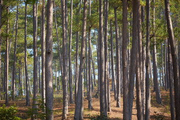 Fototapeta na wymiar pine forest in Vietnam