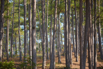 pine forest in Vietnam