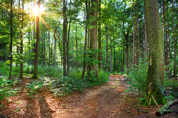 Saarland – Idyllischer Wald Mischwald mit Waldweg im Gegenlicht – Deutschland
