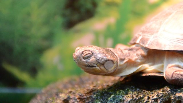  Turtle