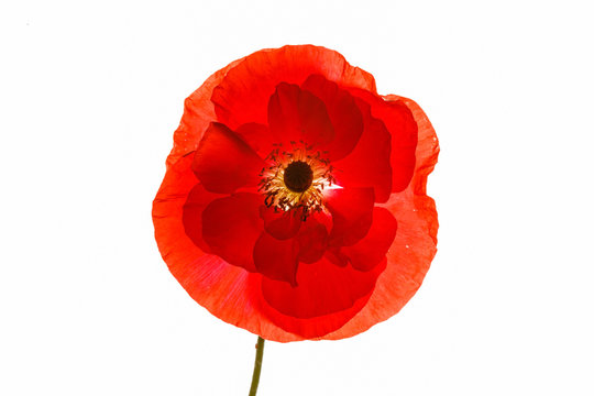 poppy isolated on the white