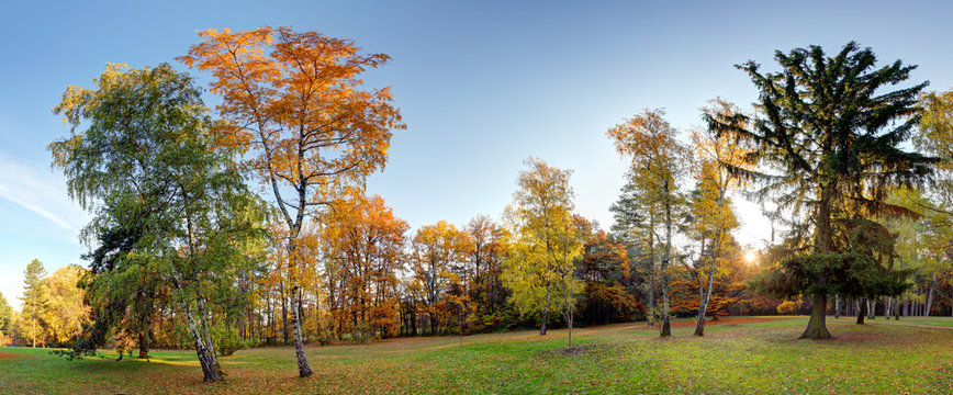 Fototapeta Panorama of Summer - autumn tree in forest park