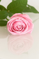 Pink rose - series of pink flowers