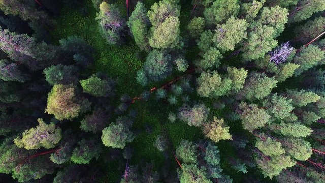 aerial view of  forest in Russia. Forest in center of Siberia