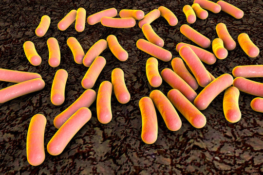 Bacteria Pseudomonas aeruginosa, nosocomial hospital-acquired bacteria, multi drug resistant bacteria