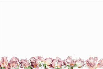 background with rosy roses isolated on white with sample text
