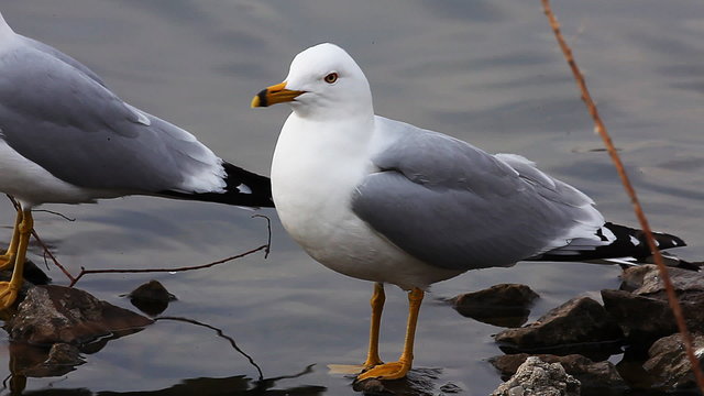 Ring-billed Gull, Larus delawarensis, near shoreline