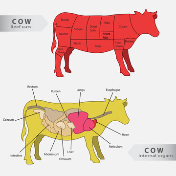 Basic cow internal organs and beef cuts chart vector