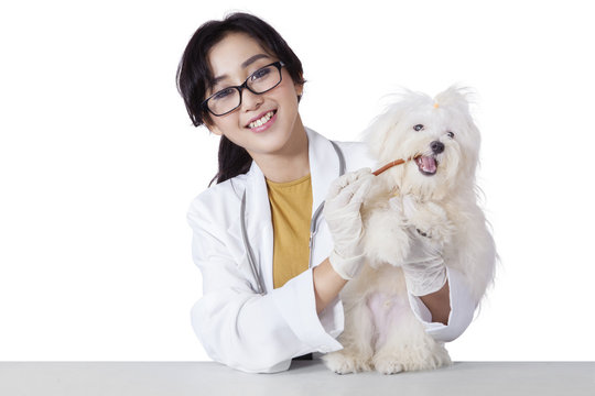 Cheerful veterinarian gives snack on the dog
