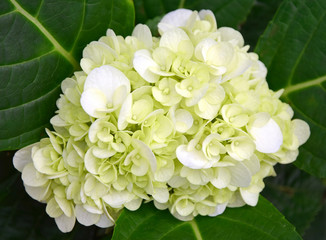 Close-up of beautiful white-green hydrangea flower blooming in the garden with a dark-green background.