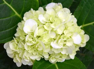Crédence de cuisine en verre imprimé Hortensia Gros plan d& 39 une belle fleur d& 39 hortensia blanc-vert qui fleurit dans le jardin avec un fond vert foncé.