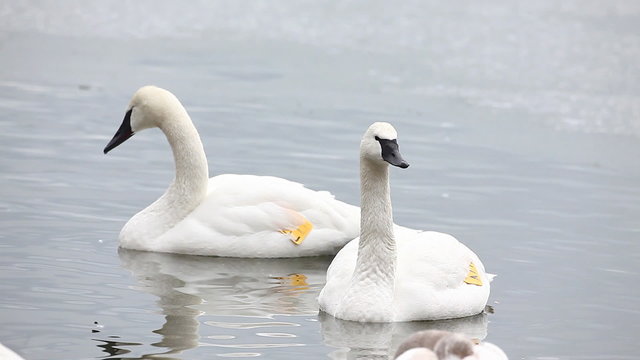 Pair of Trumpeter Swan, Cygnus buccinator