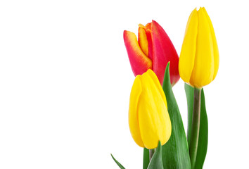 Tulips, isolated on white.