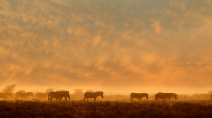 Plains Zebras (Equus burchelli) walking in dust at sunrise, Etosha National Park, Namibia. - obrazy, fototapety, plakaty