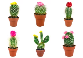 Foto op Plexiglas Cactus in pot cactus