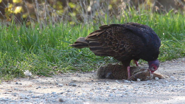 Solitary Turkey Vulture, Cathartes aura, with prey