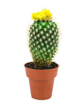 yellow cactus 1