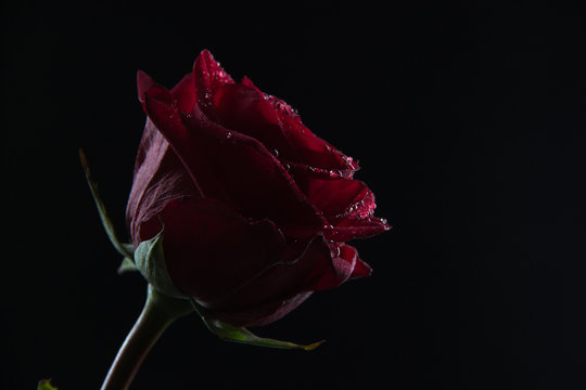 Fototapeta Beautiful red rose in a glass of water on a black background