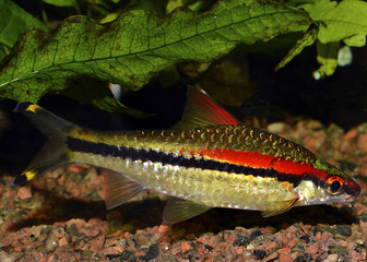 Obraz na płótnie Canvas Sahyadria denisonii (Denison barb), a species of cyprinid fish endemic to the fast-flowing hill streams and rivers of the Western Ghats in India