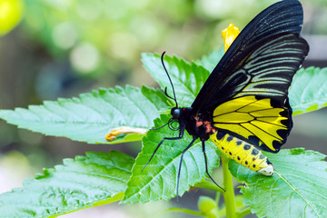 Fototapeta na wymiar Close up of golden birdwing Butterfly - Troides aeacus kaguya and Trogonoptera with green background