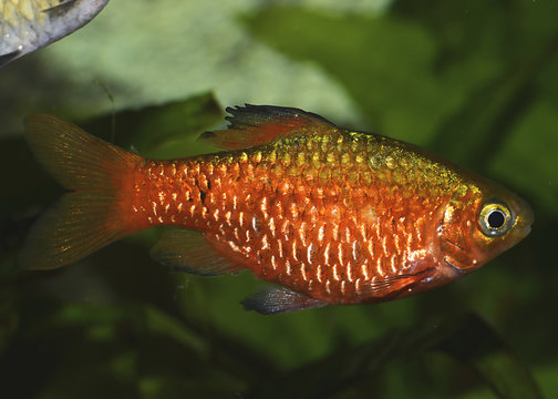 The rosy barb (Pethia conchonius), a subtropical freshwater cyprinid fish found in southern Asia