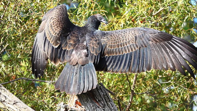 Juvenile Turkey Vulture, Cathartes aura, wingspread
