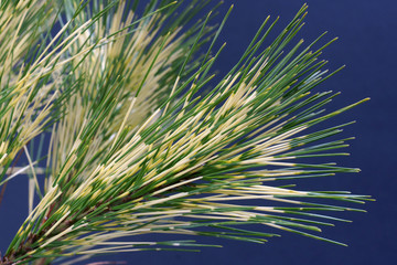 Pinus densiflora Oculus Draconis - pine tree - obrazy, fototapety, plakaty
